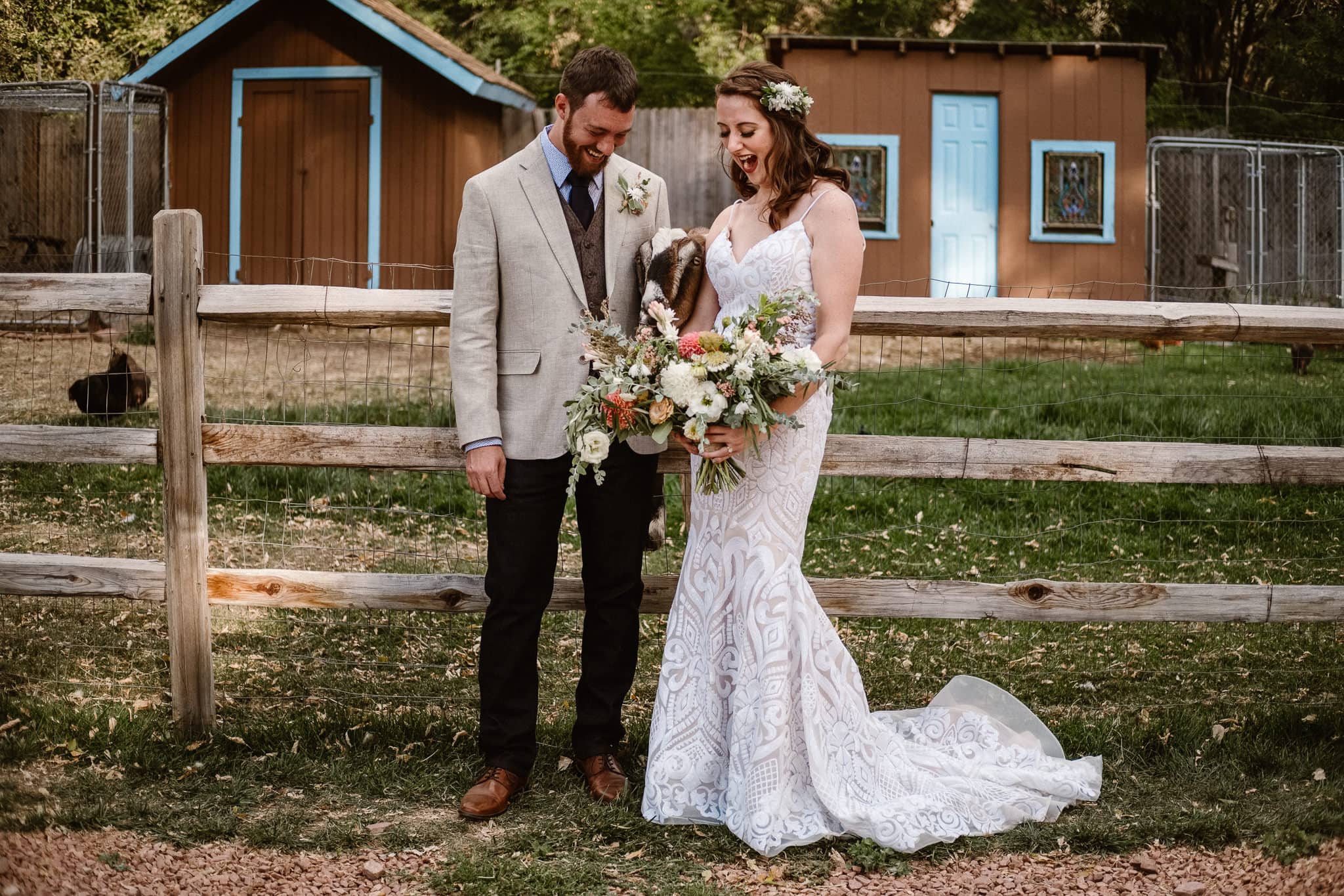 Lyons Farmette wedding photographer, Colorado intimate wedding photographer, bride and groom with goat, goat eating boutonniere