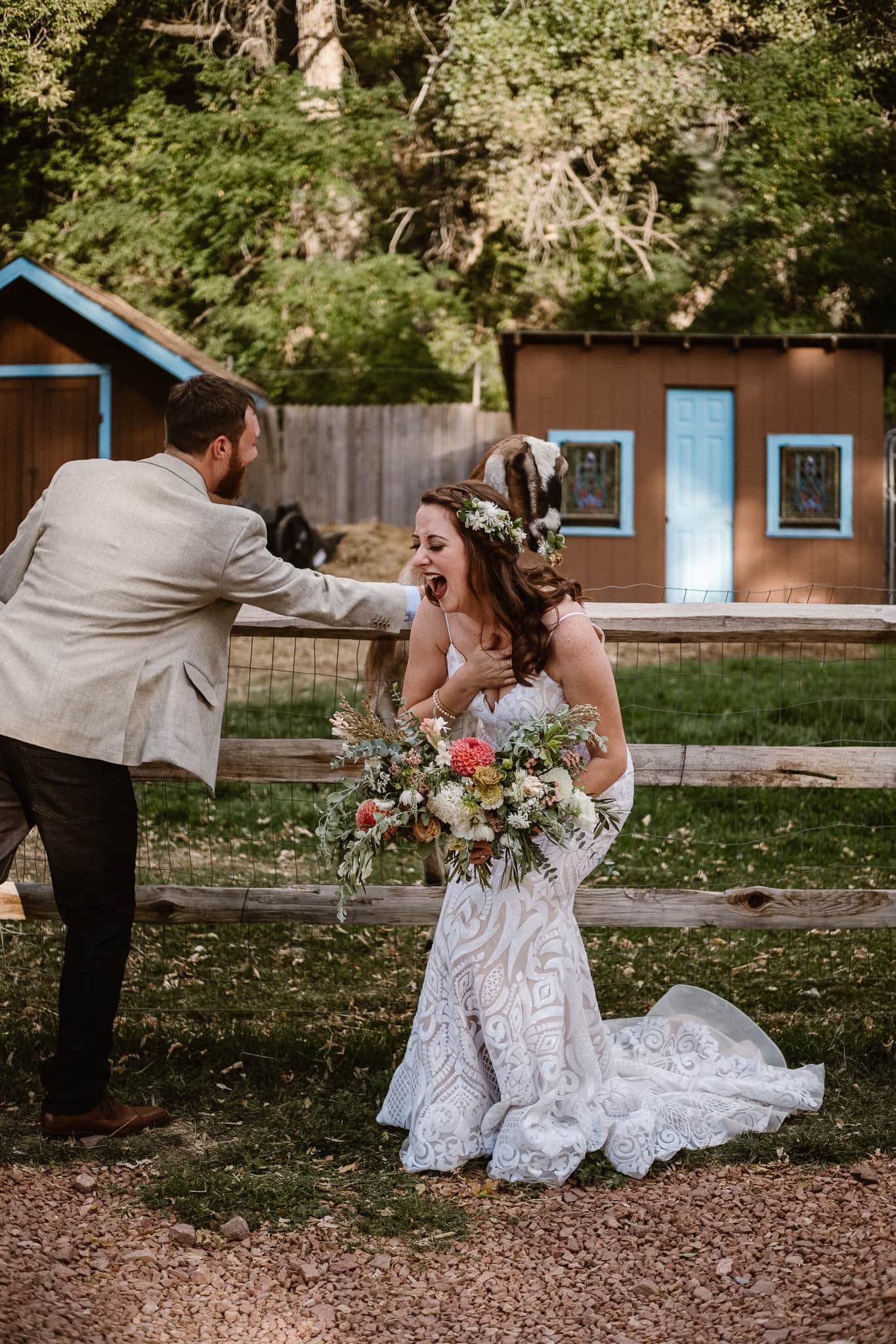Lyons Farmette wedding photographer, Colorado intimate wedding photographer, bride and groom with goat, goat eating boutonniere